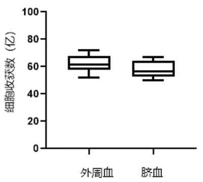 脐血NK 4.png