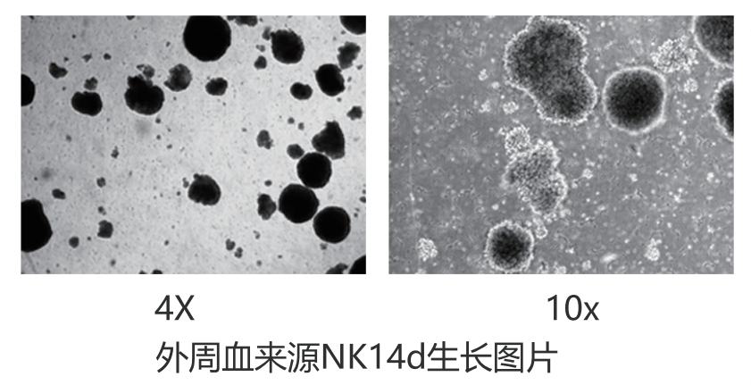NK 5.png