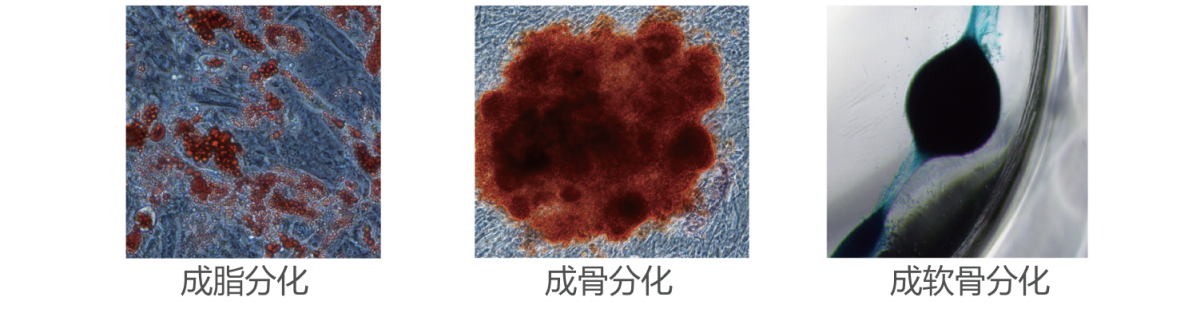 三系分化.png